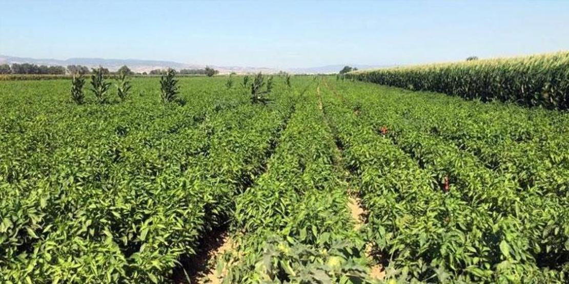 Çiftçilerden zarar ediyoruz isyanı: Tarlada 5, pazarda 35 lira