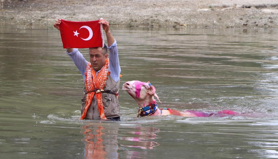 8 asırlık gelenekten renkli görüntüler Koyunları nehirden geçirdiler