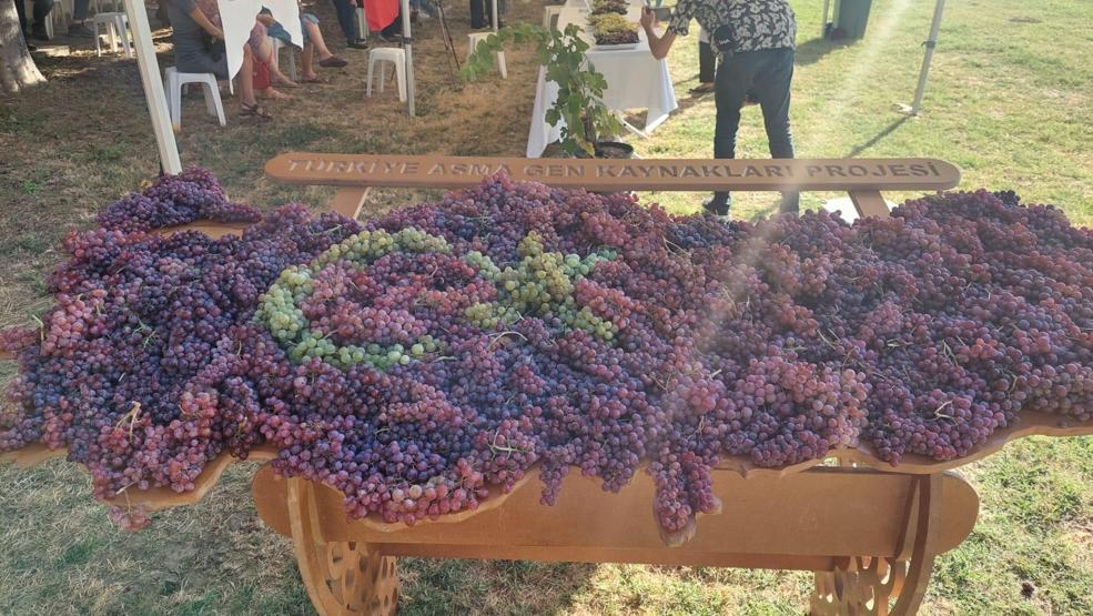 Tekirdağda bağ bozumu etkinliği: Binlerce çeşit üzüm hasat edildi