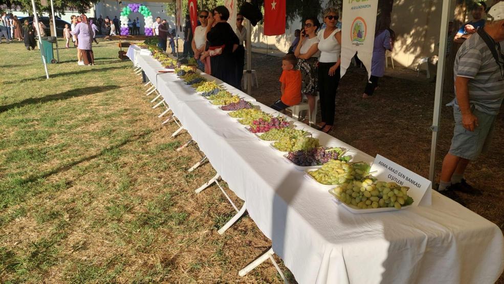 Tekirdağda bağ bozumu etkinliği: Binlerce çeşit üzüm hasat edildi