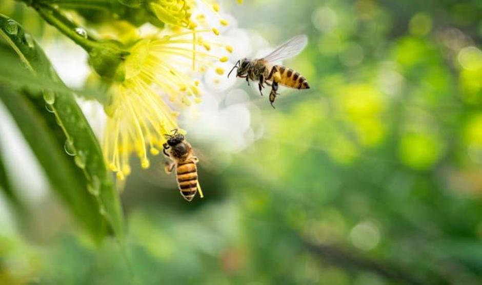Arı alerjisine dikkat Ölüme neden olur mu Arı alerjisinden korunmanın yolları