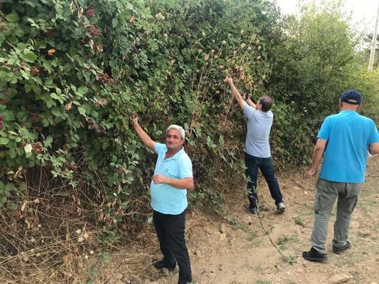 Şifa deposu böğürtlene büyük ilgi İyi gelmediği şey yok