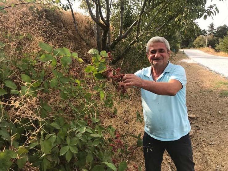 Şifa deposu böğürtlene büyük ilgi İyi gelmediği şey yok