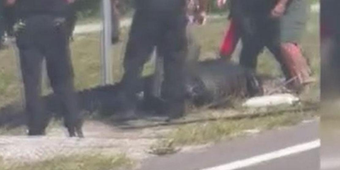 Dev timsah ağzında cesetle dolaşırken görüldü