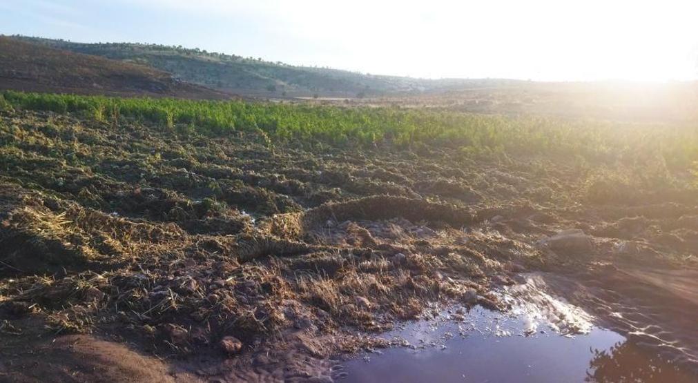 Mardinde sağanak; dere taştı, meyve bahçeleri zarar gördü