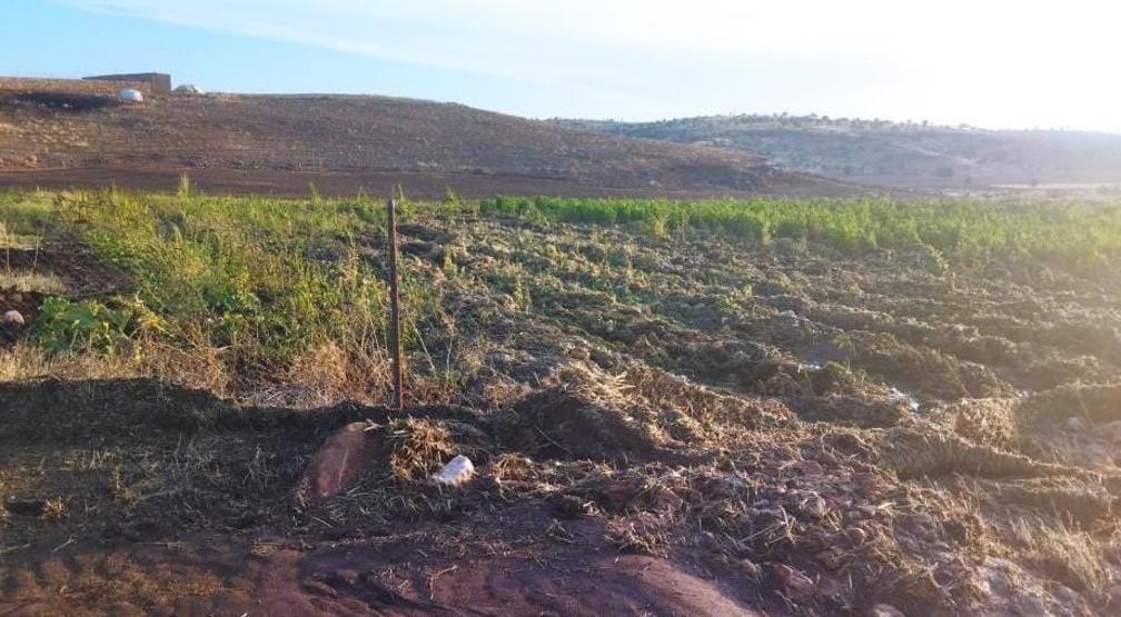 Mardinde sağanak; dere taştı, meyve bahçeleri zarar gördü