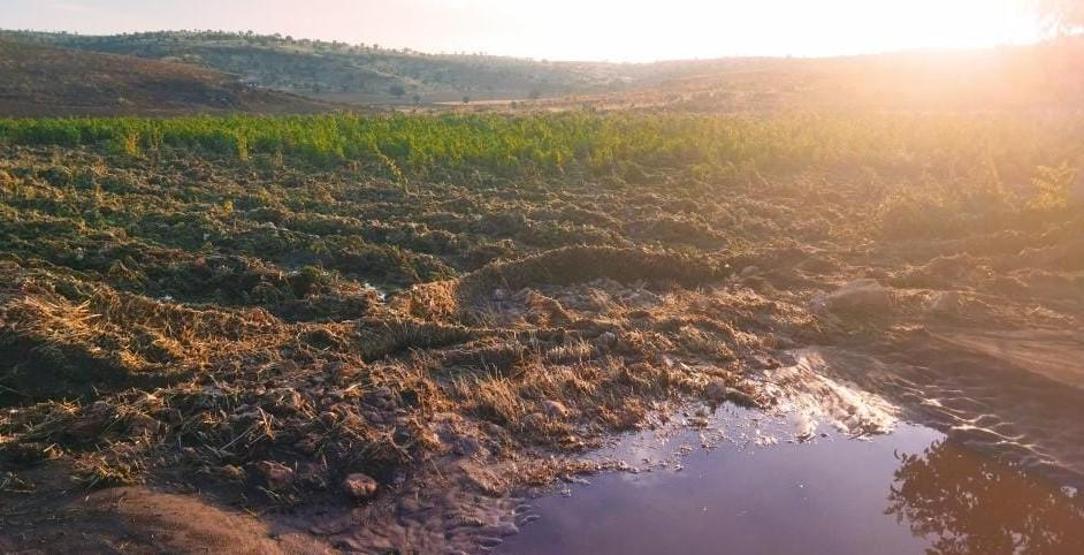 Mardinde sağanak; dere taştı, meyve bahçeleri zarar gördü