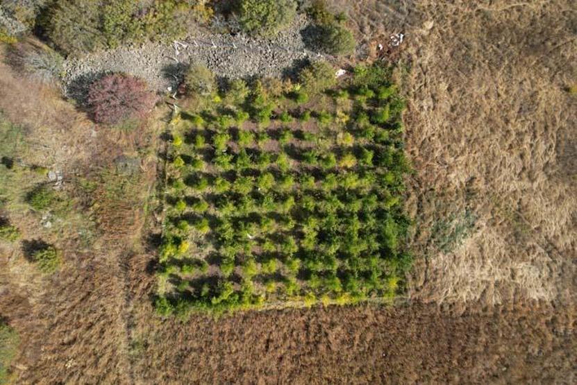 Başkentin yanı başında yetişen şifa kaynağı Kemikleri güçlendiriyor, kan dolaşımını düzenliyor Günde 2-3 kilo tüketen bile var