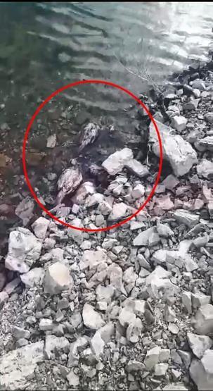 Elazığda tedirgin eden görüntü 50ye yakın keklik ölüsü bulundu