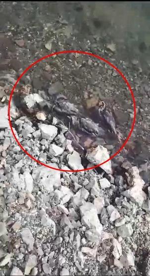 Elazığda tedirgin eden görüntü 50ye yakın keklik ölüsü bulundu