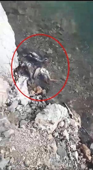 Elazığda tedirgin eden görüntü 50ye yakın keklik ölüsü bulundu