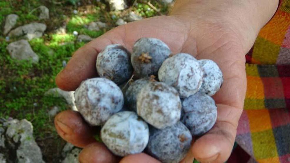 Toros Dağı zirvesinden Türkiyeye yayılan şifa: Andız pekmezi
