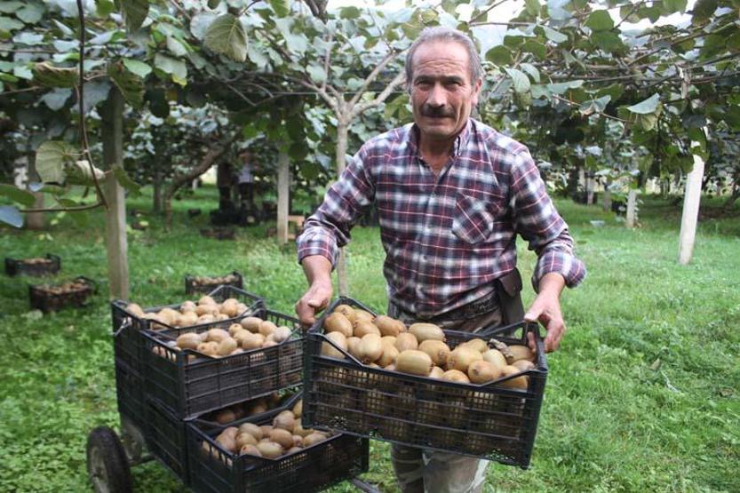 Hobi için başlandı: Yıllık getirisi 100 milyon TL Ordu kivisinde hasat devam ediyor