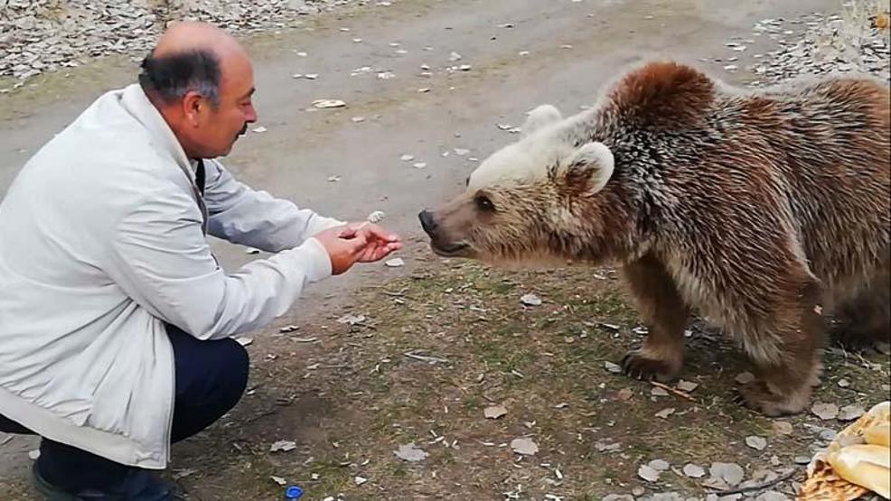 Boz ayıyı bu sefer ağzıyla besledi İşte o ilginç görüntüler