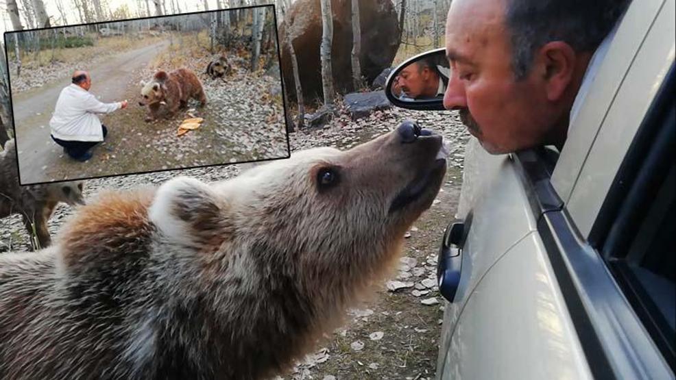 Boz ayıyı bu sefer ağzıyla besledi İşte o ilginç görüntüler