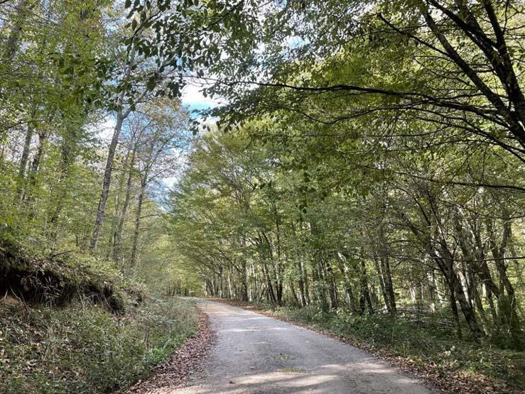 Longoz ormanlarının güzelliği havadan görüntülendi