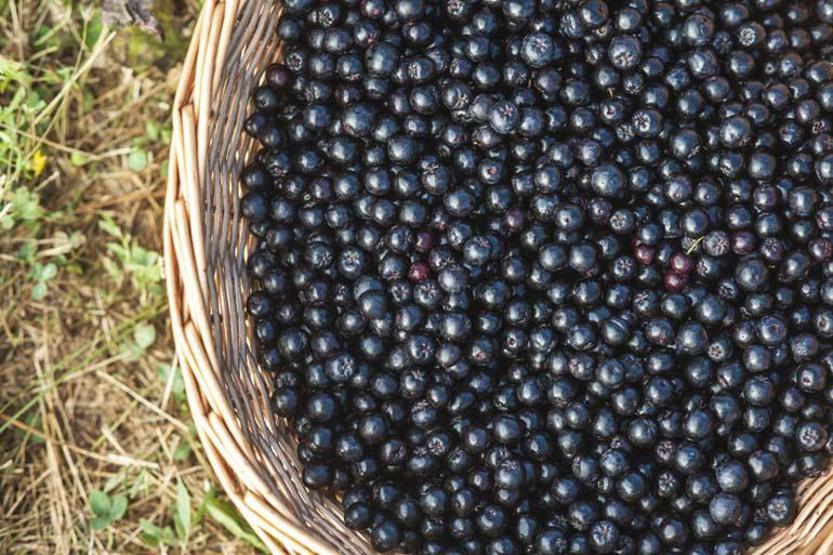 En yüksek C vitamini ve antioksidan kaynağı Diyabet, kanser, enfeksiyon, obezite, kalp hastalıklarına karşı koruyucu ve karaciğer hasarının önlenmesine birebir