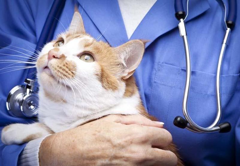 Evinde kedi besleyenlere Uyuz uyarısı Nasıl önlemler alınmalı