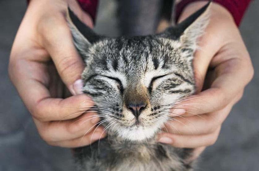 Evinde kedi besleyenlere Uyuz uyarısı Nasıl önlemler alınmalı