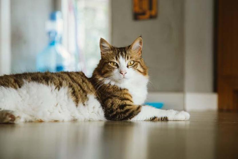 Evinde kedi besleyenlere Uyuz uyarısı Nasıl önlemler alınmalı