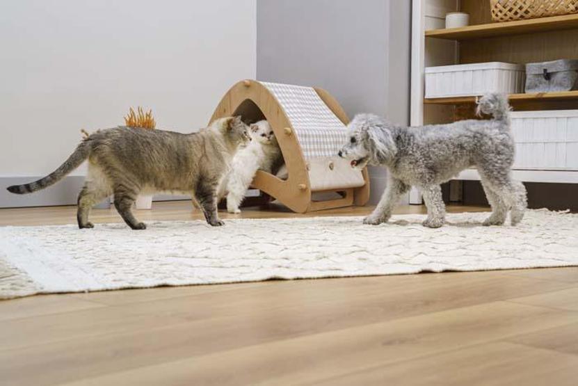 Evinde kedi besleyenlere Uyuz uyarısı Nasıl önlemler alınmalı