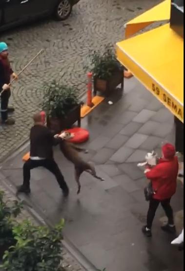 Pitbull dehşeti Önce kadına sonra köpeğine saldırdı