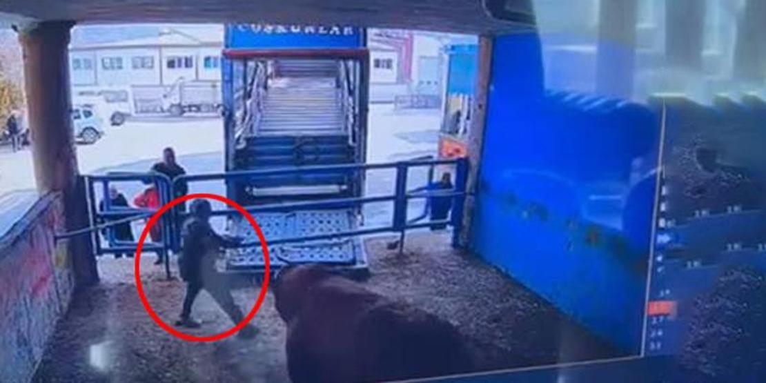 Boğa saldırısı can aldı Kanlar içinde yere yığıldı