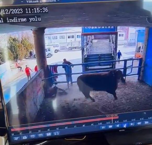 Boğa saldırısı can aldı Kanlar içinde yere yığıldı
