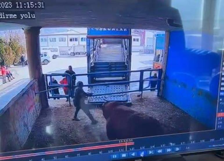 Boğa saldırısı can aldı Kanlar içinde yere yığıldı