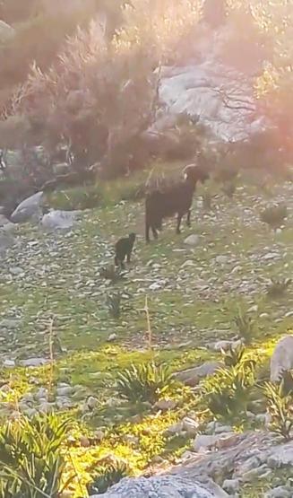 İnsanlık ölmemiş dedirten görüntü Kayalıktan kurtarıp annesine teslim etti