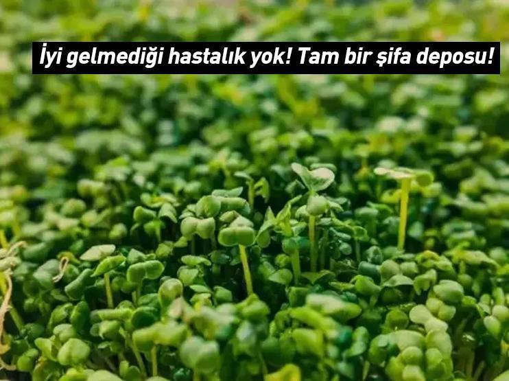 ABDli bilim insanları açıkladı: Dünyanın en sağlıklı sebzesiymiş: İyi gelmediği şey yok