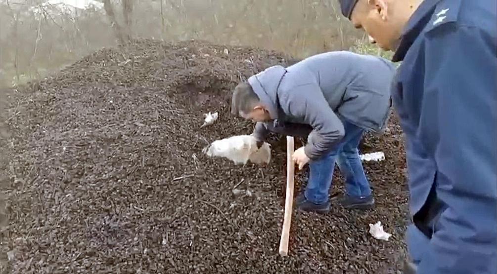 Düzcede şaşırtan görüntü Fındık kabuklarının altına saklamışlar