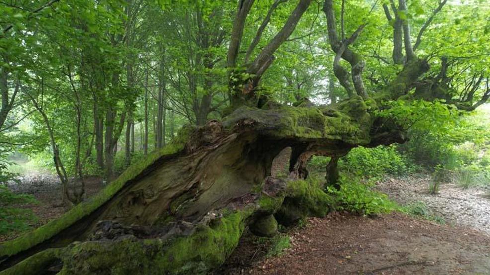 Yalovanın yeni rotası: Doğa turizmi