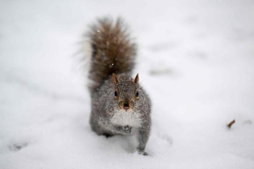 ABD’de kutup soğukları 89 can aldı