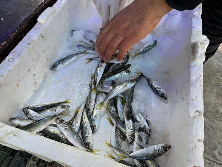 Havalar soğudu, balığa ilgi arttı En fazla o balıklar talep görüyor