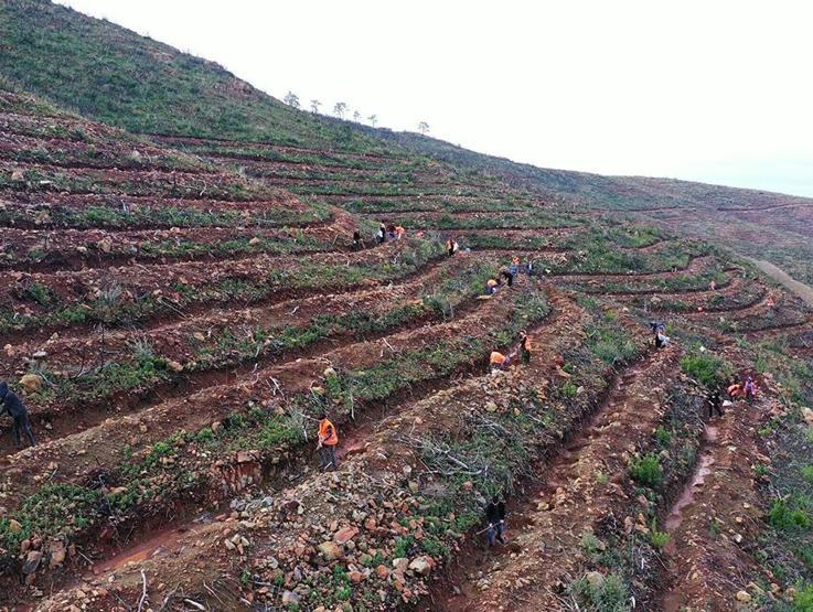 4 bin 392 hektarlık alan küle dönmüştü: 2 yıllık çaba sonuç verdi, Marmaris yeniden yeşillendi