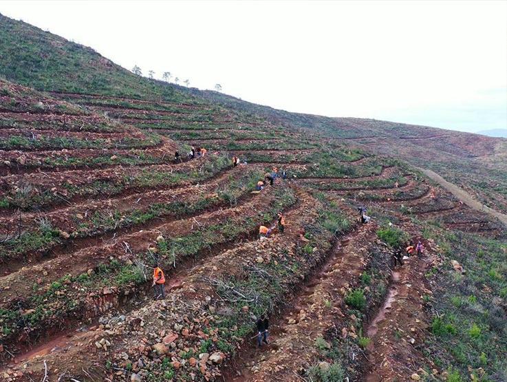 4 bin 392 hektarlık alan küle dönmüştü: 2 yıllık çaba sonuç verdi, Marmaris yeniden yeşillendi
