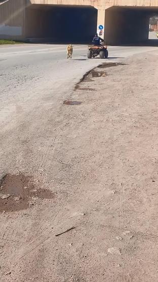 Kan donduran görüntüler Köpeği ATVye bağlayıp metrelerce sürükledi
