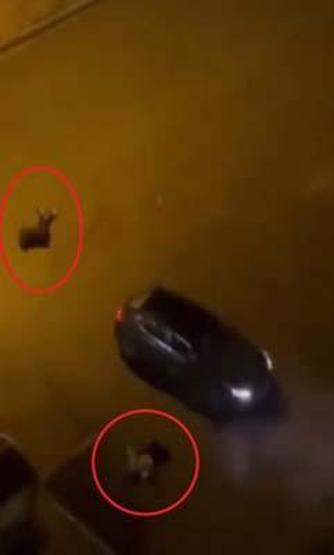 2 kişiyi öldürüp Aslan gibi yaşadım, paşalar gibi de yatacam paylaşımı yapmış