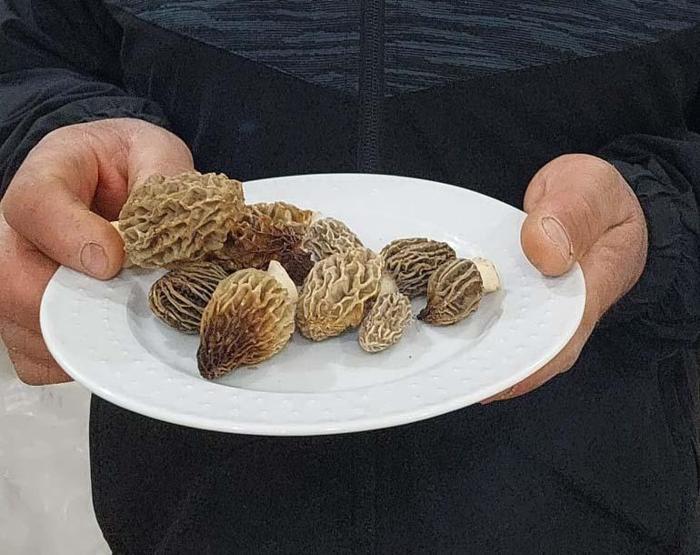 Doğada kendiliğinden yetişiyor, yağmur sonrası ortaya çıkıyor Fiyatı cep yaksa da bu lezzetten vazgeçmiyorlar