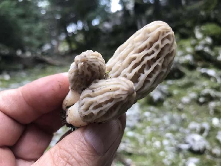 Birçok derde deva Doğada nadir bulunuyor, kilogramı 600 TLden satılıyor. Faydalarını duyunca çok şaşıracaksınız