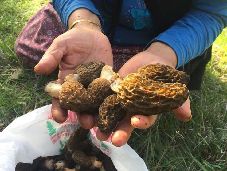 Birçok derde deva Doğada nadir bulunuyor, kilogramı 600 TLden satılıyor. Faydalarını duyunca çok şaşıracaksınız