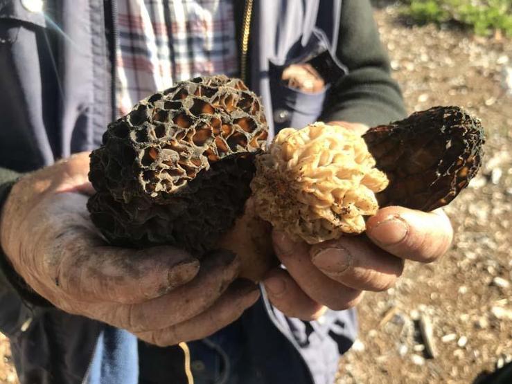 Birçok derde deva Doğada nadir bulunuyor, kilogramı 600 TLden satılıyor. Faydalarını duyunca çok şaşıracaksınız