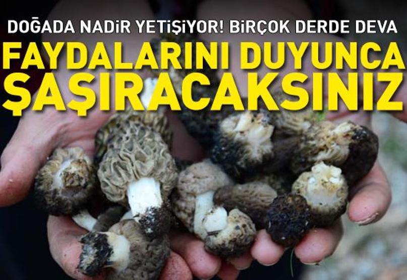 Birçok derde deva Doğada nadir bulunuyor, kilogramı 600 TLden satılıyor. Faydalarını duyunca çok şaşıracaksınız