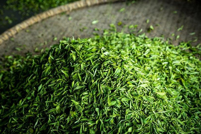 İlk hasat için binlerce dolar Yeşil çayın kilogramı rekor fiyata satıldı…