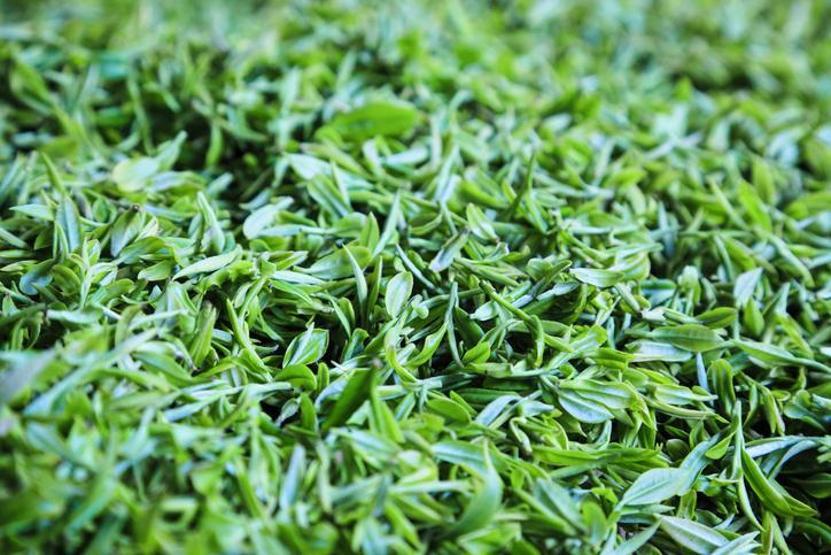 İlk hasat için binlerce dolar Yeşil çayın kilogramı rekor fiyata satıldı…