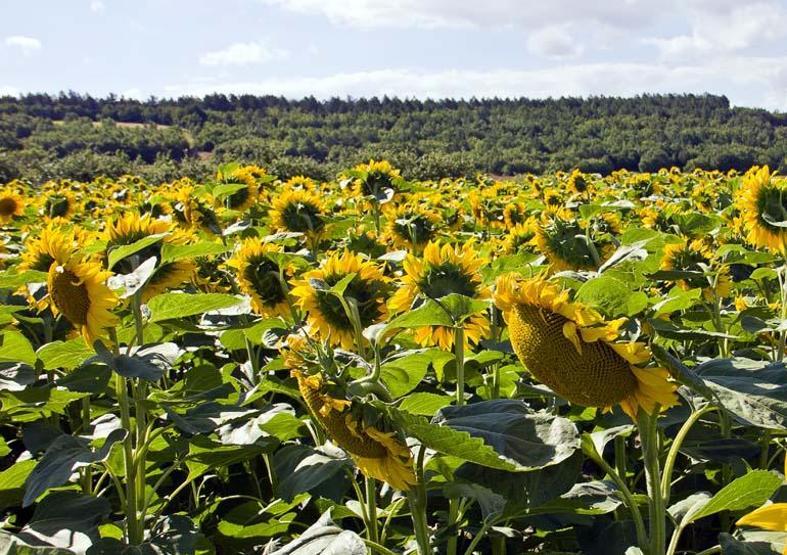 Trakyanın gizli cenneti İstanbula sadece 200 km mesafede Seyahat planı