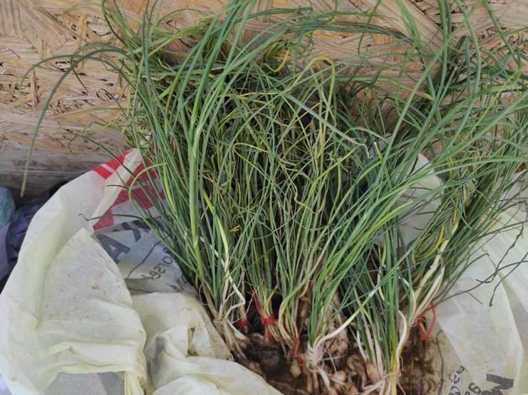 Kalp ve damar dostu olarak biliniyor Batmanda yetişiyor, fiyatını duyan dönüp bir daha bakıyor
