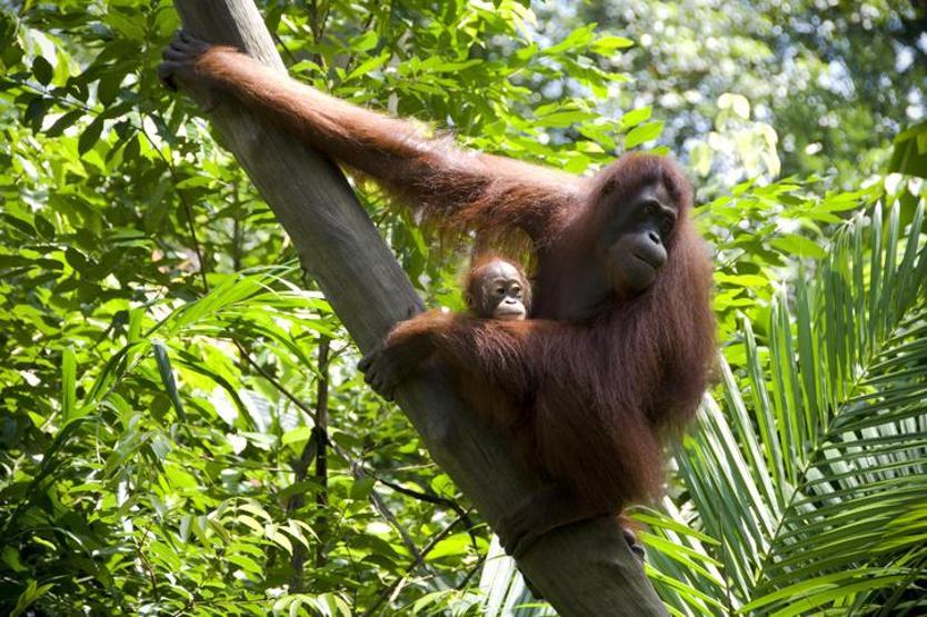 Orangutan diplomasisi Planın merkezinde palm yağı var...