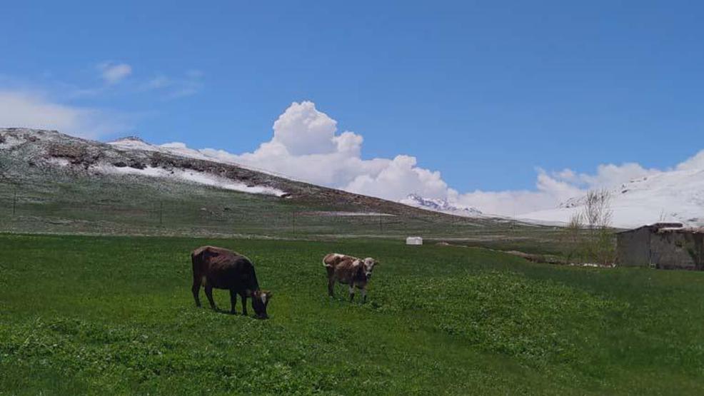 Van’ın dağlarında kış, ovalarında bahar güzelliği yaşanıyor